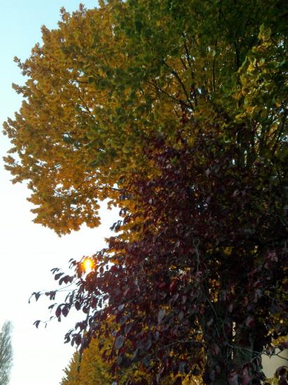 2012-11-15.jpg