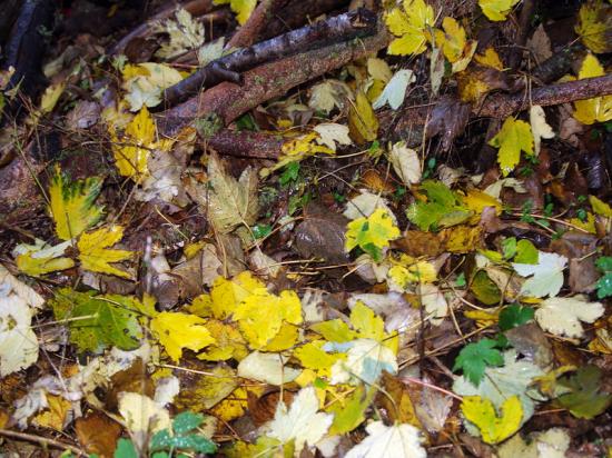 Automne